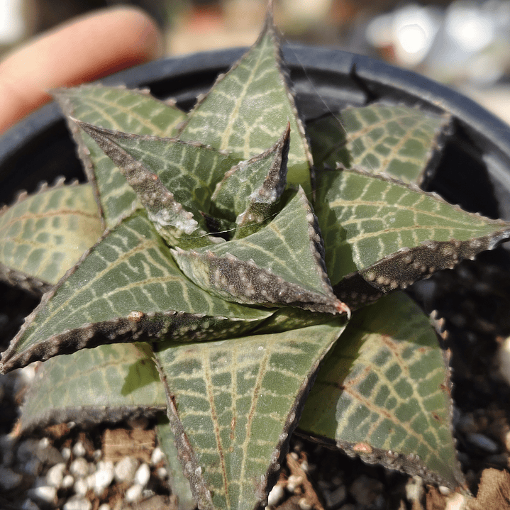 Haworthia  tessellata 1
