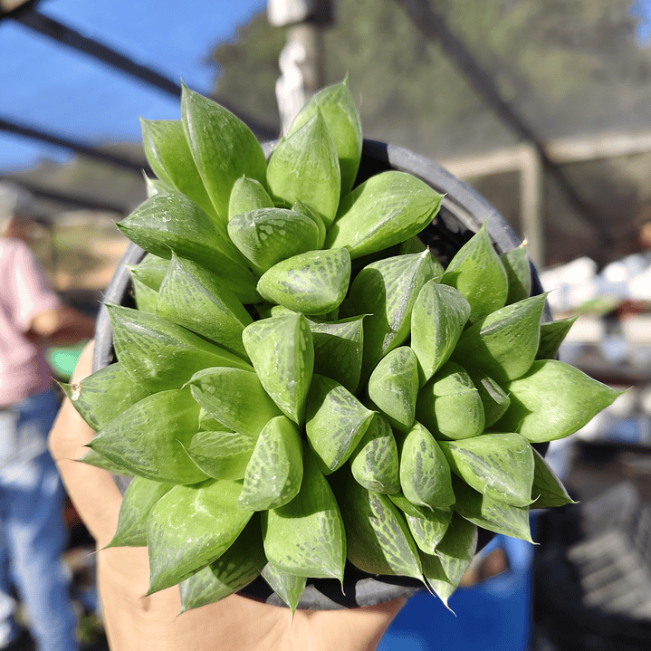 Haworthia Cymbiformis 1