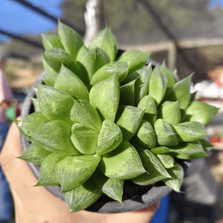 Haworthia Cymbiformis 5