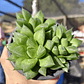 Haworthia Cymbiformis - Miniatura 5