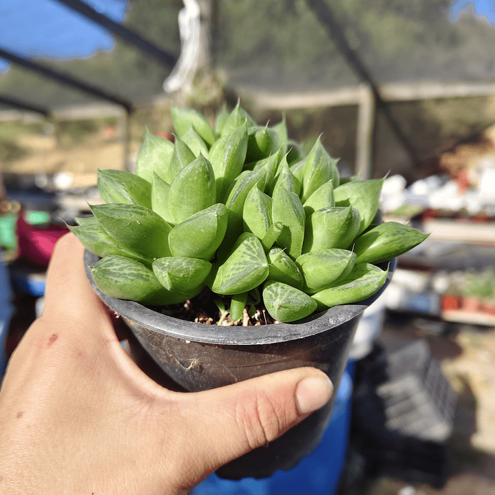 Haworthia Cymbiformis 6