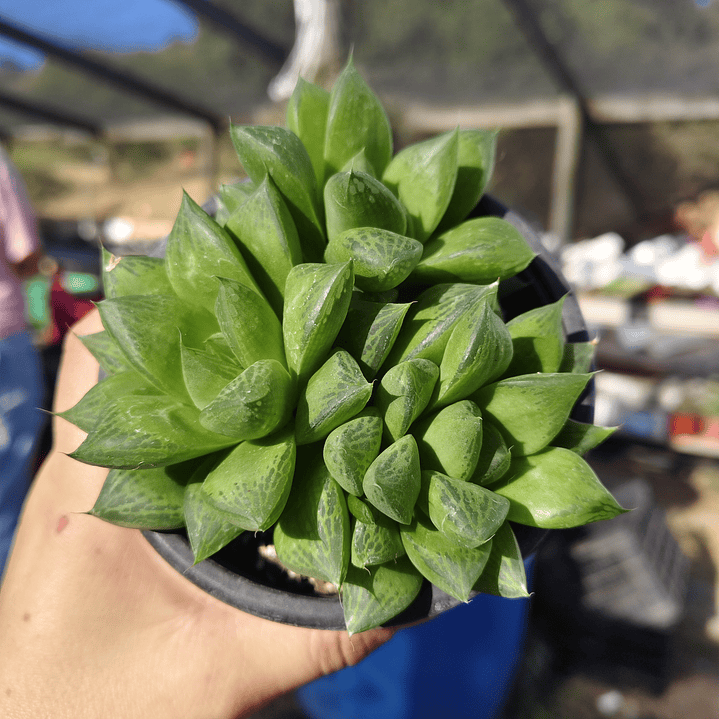 Haworthia Cymbiformis 7