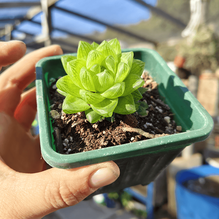 Haworthia Cymbiformis Var. Obtusa 1