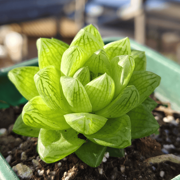 Haworthia Cymbiformis Var. Obtusa 3