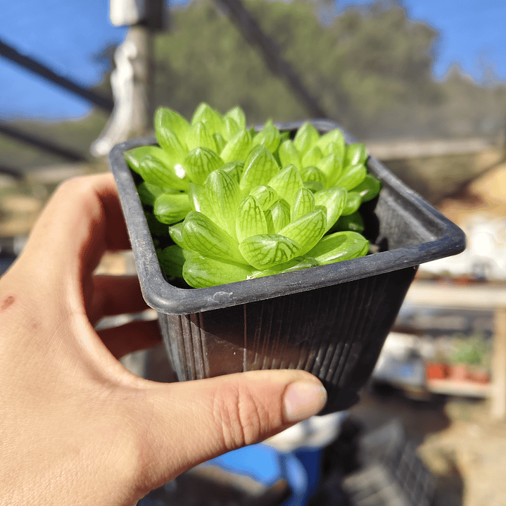 Haworthia Cymbiformis Var. Obtusa 5