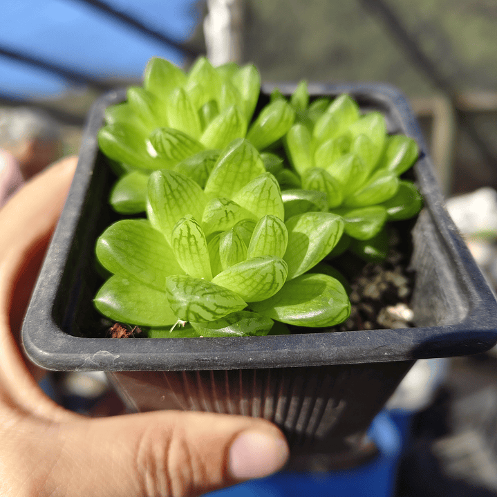 Haworthia Cymbiformis Var. Obtusa 6