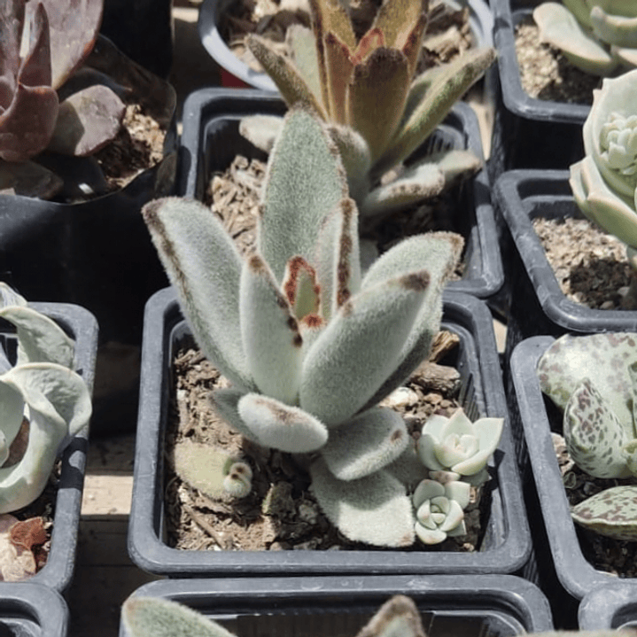 Kalanchoe Tomentosa (Oreja de conejo) 4