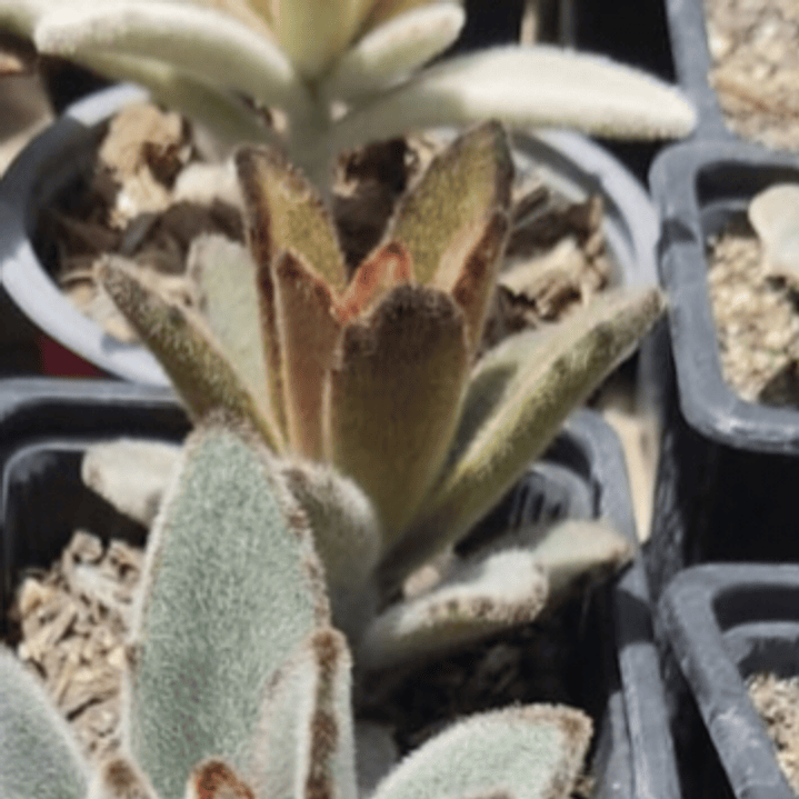 Kalanchoe Chocolate 3