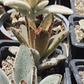 Kalanchoe Chocolate - Miniatura 3