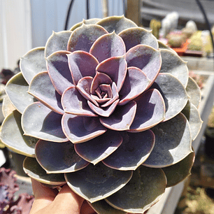 Echeveria Perle Von Nurnberg