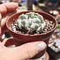 Echeveria Runyonii 