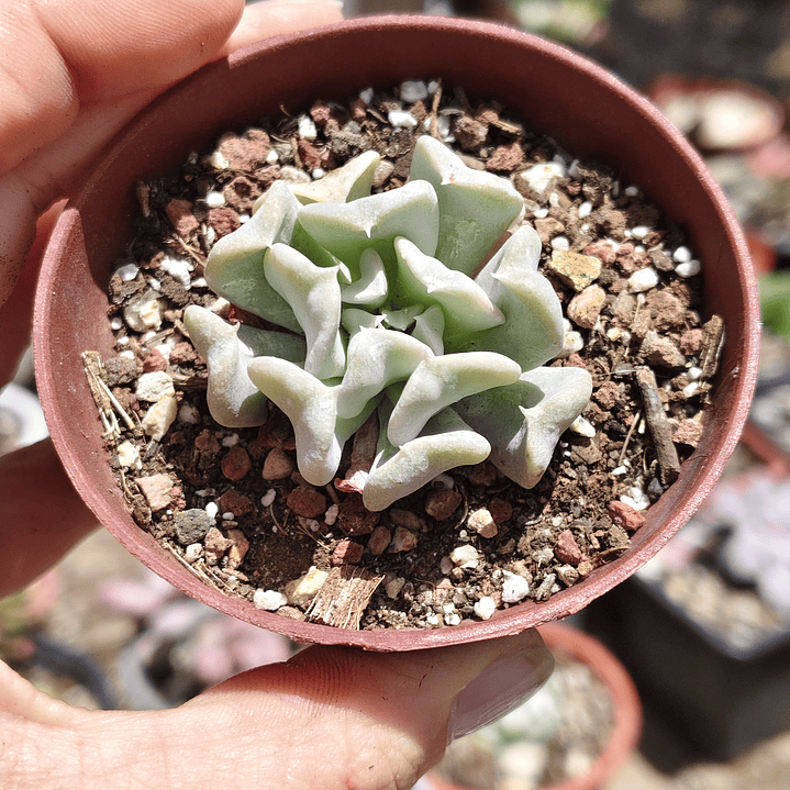 Echeveria Runyonii 