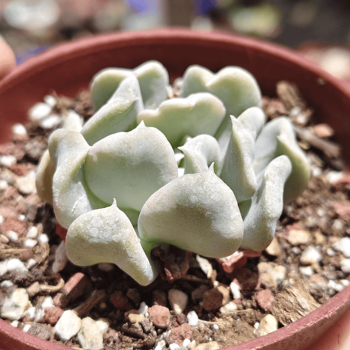Echeveria Runyonii 