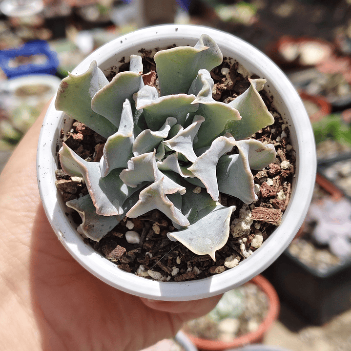 Echeveria Nichi 2