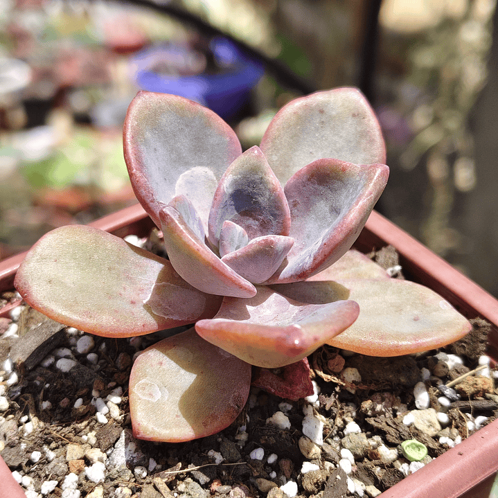 Graptovera Mr. Richard 1