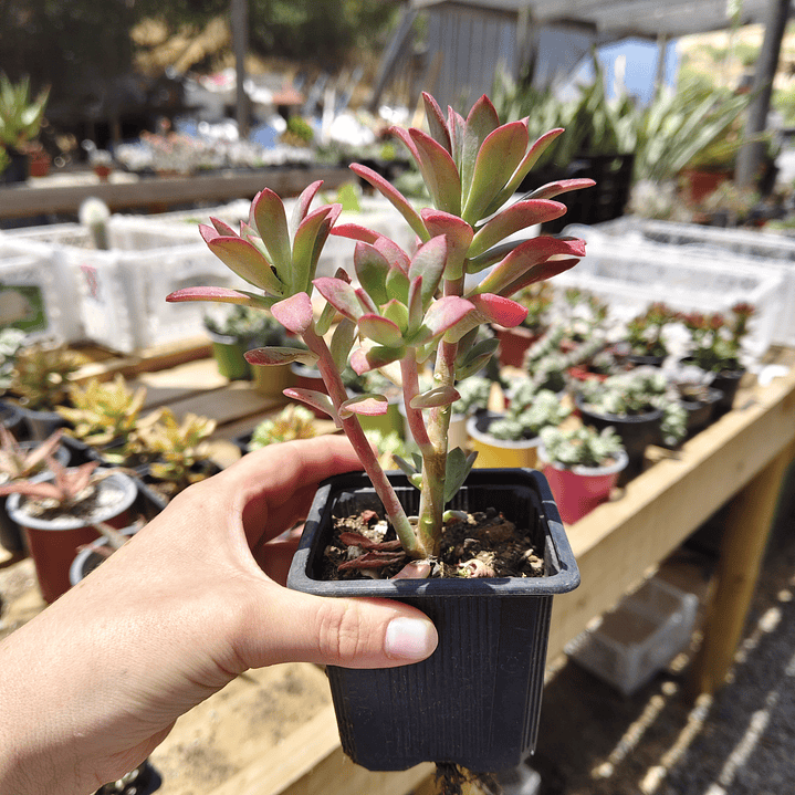 Echeveria Minibelle 2