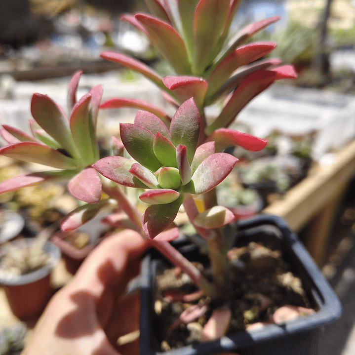 Echeveria Minibelle 3