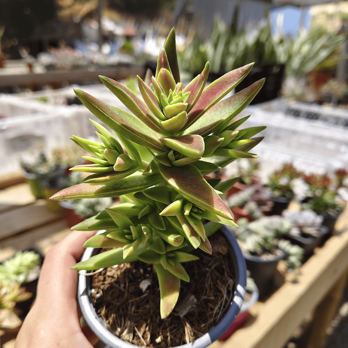 Crassula Capitella  2