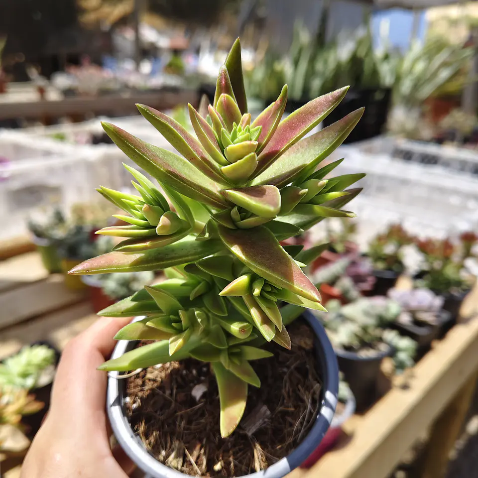 Crassula Capitella  2