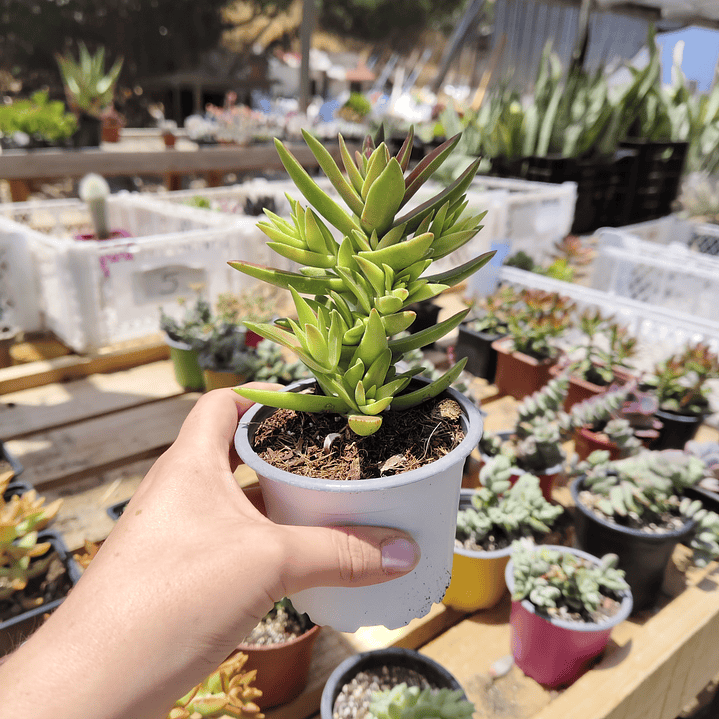 Crassula Capitella  3