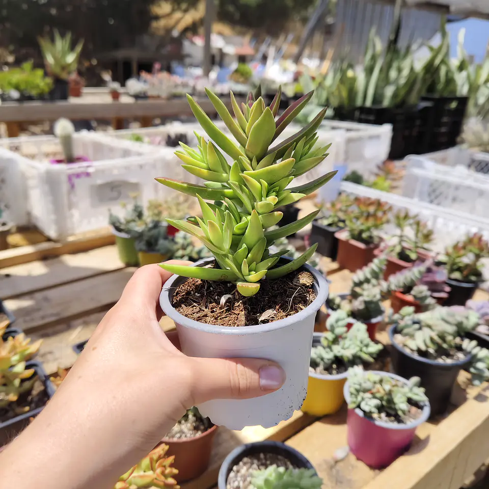Crassula Capitella  3