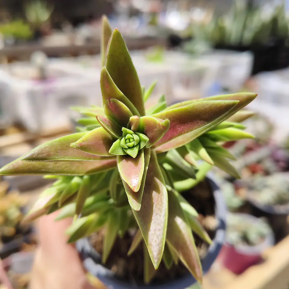 Crassula Capitella  1