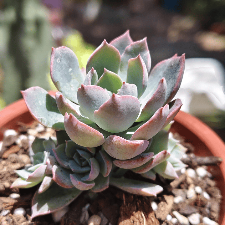 Echeveria Angel 1