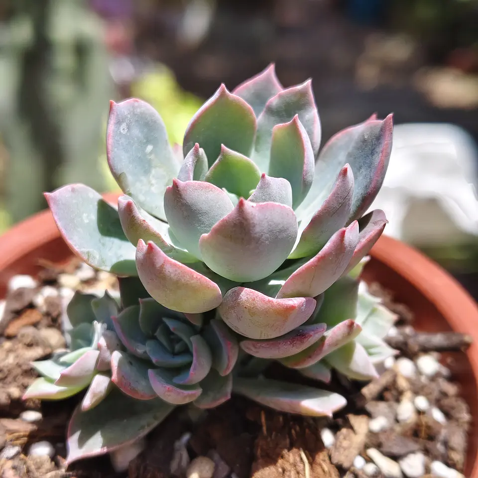 Echeveria Angel 1