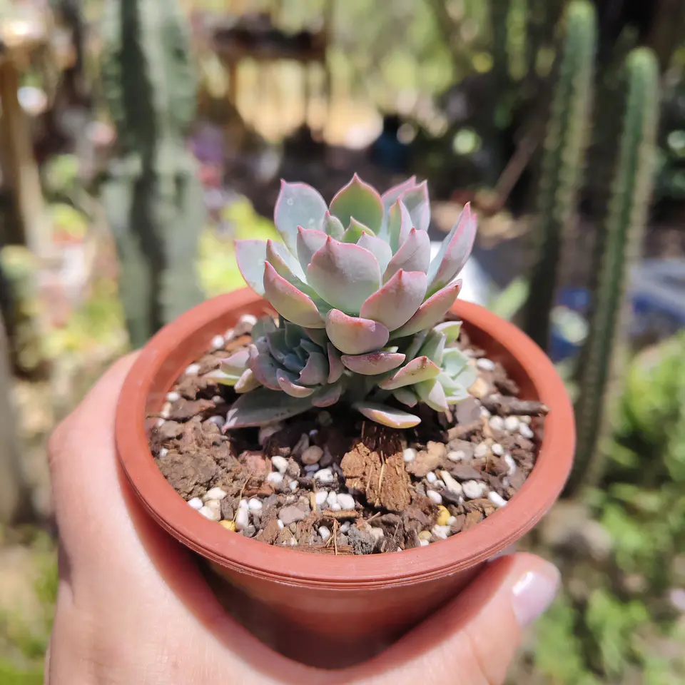 Echeveria Angel 3