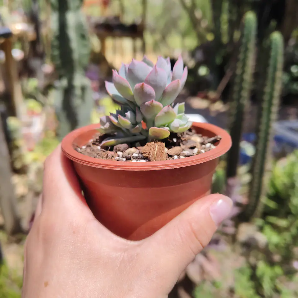 Echeveria Angel 2
