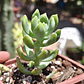 Sedum Wayra - Miniatura 1