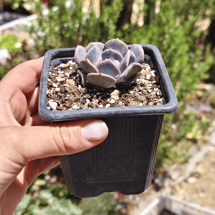 Echeveria Cubic Frost 6