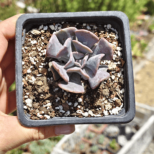 Echeveria Cubic Frost