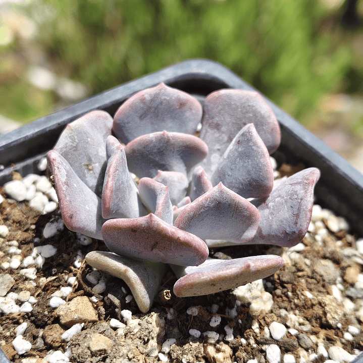 Echeveria Cubic Frost 7