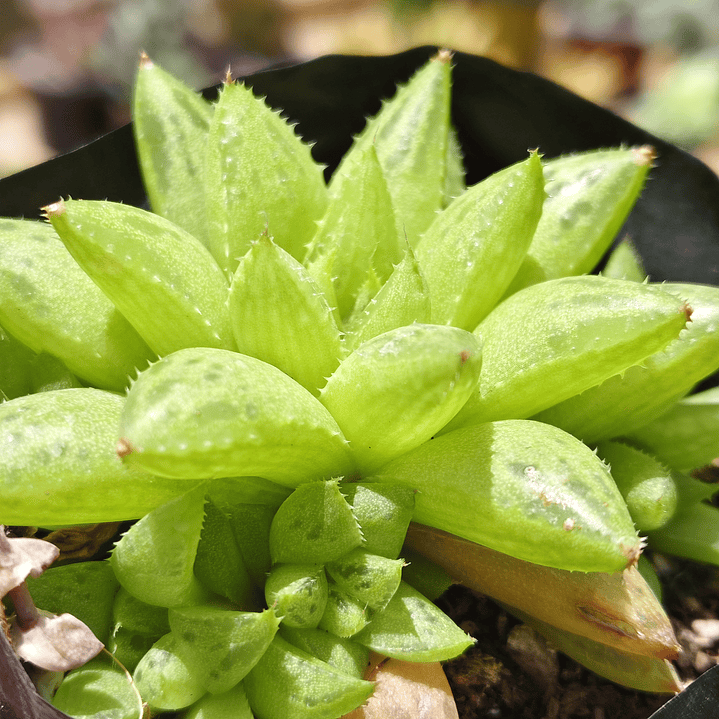 Haworthia Reticulata 3