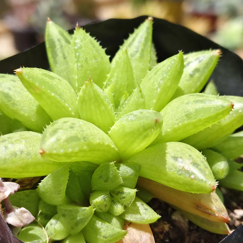 Haworthia Reticulata 3