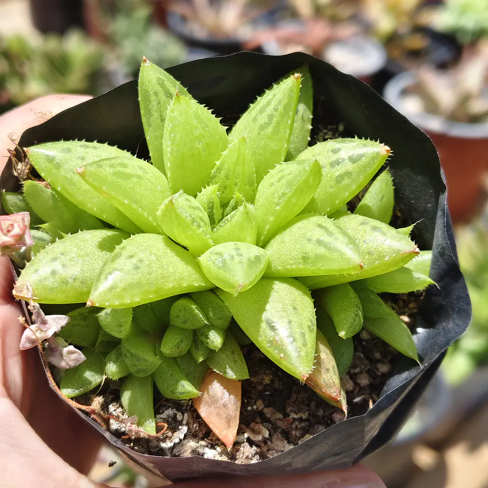 Haworthia Reticulata 1