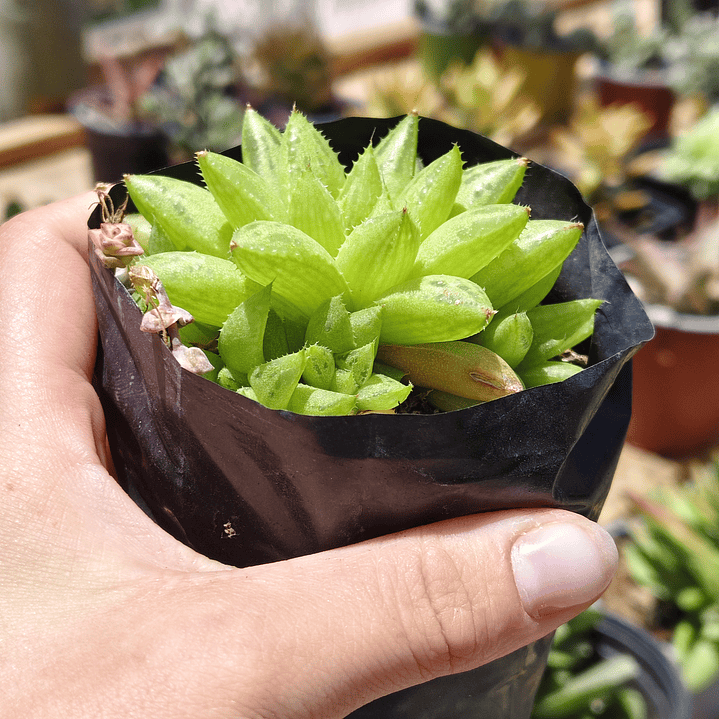 Haworthia Reticulata 2