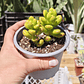 Sedum Lucidum Obesum DOBLE - Miniatura 4