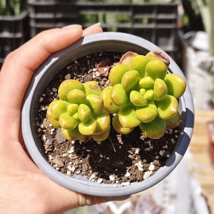 Sedum Lucidum Obesum DOBLE 2