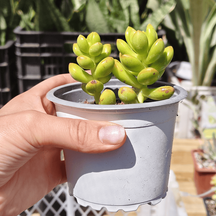 Sedum Lucidum Obesum DOBLE 3