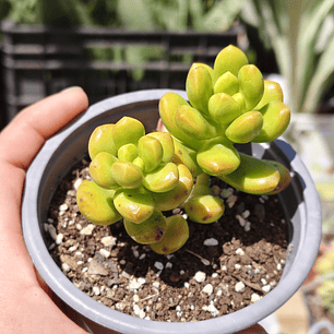 Sedum Lucidum Obesum DOBLE