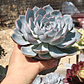 Echeveria Morning Beauty - Miniatura 7
