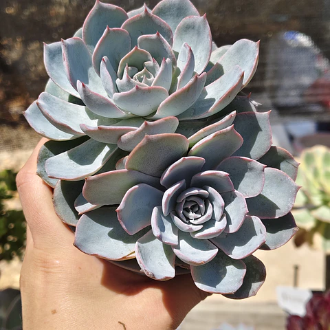 Echeveria Morning Beauty