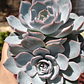 Echeveria Morning Beauty - Miniatura 3