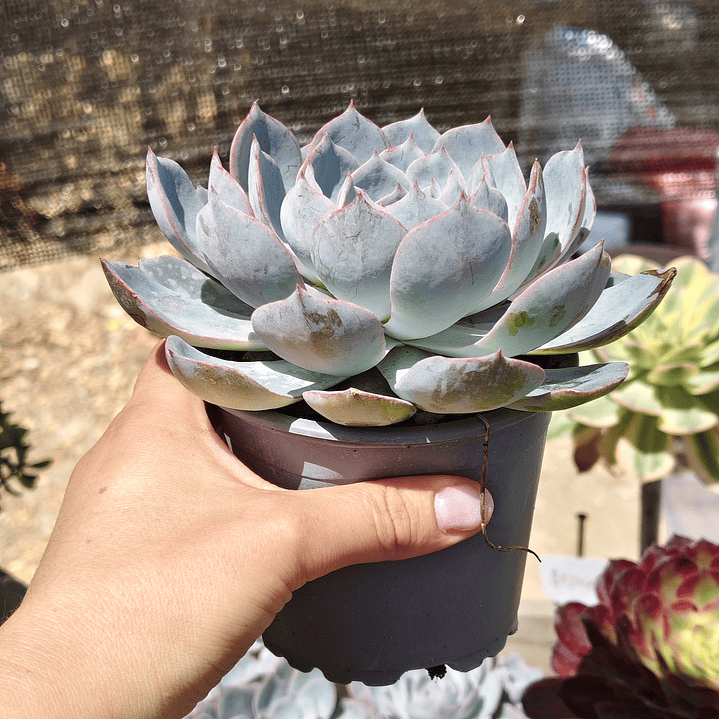 Echeveria Morning Beauty 4