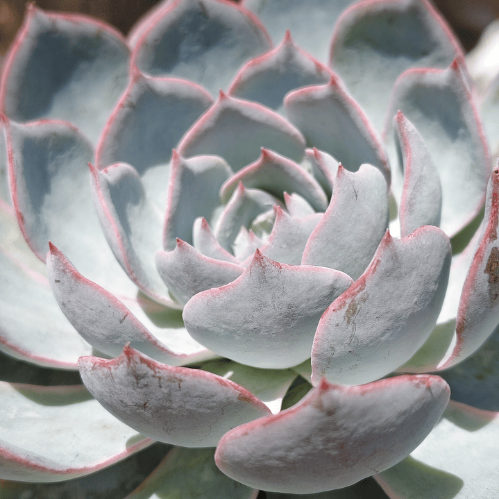Echeveria Morning Beauty 6