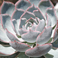 Echeveria Morning Beauty - Miniatura 6