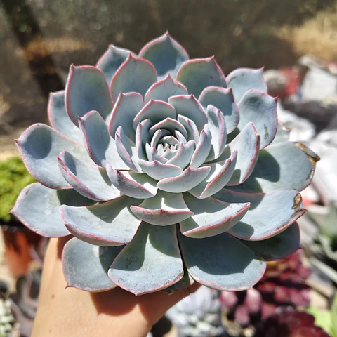 Echeveria Morning Beauty