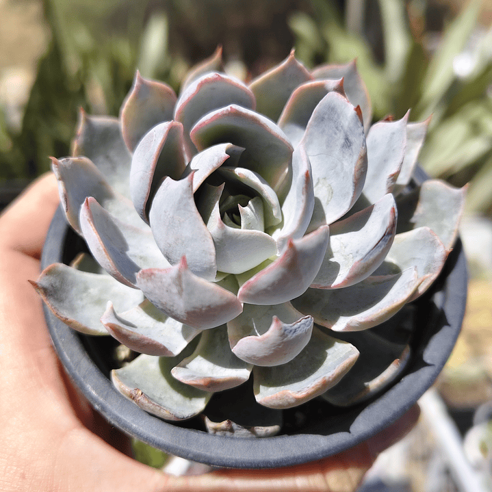 Echeveria Morning Beauty 9